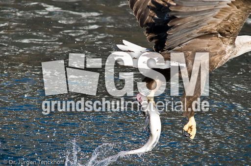 Seeadler (8 von 11).jpg